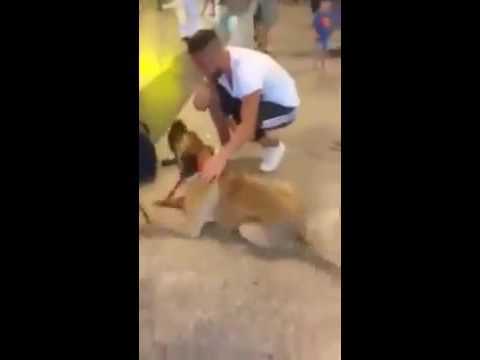 Chú chó nức nở khi gặp lại người bạn cũ