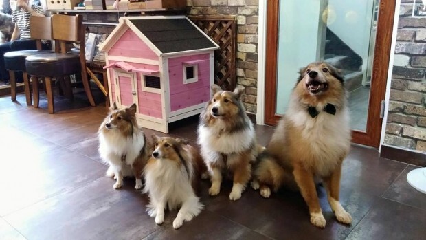 Muốn nuôi chó phải thông báo cho trưởng thôn, UBND xã