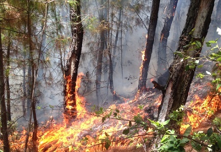 Cháy khu vực thảm thực vật ở Hải Phòng, 1 người thiệt mạng