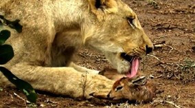 Khoảnh khắc yêu thương sư tử dành cho linh dương non