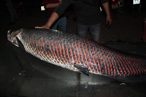 Xuất hiện cá hải tượng nặng 81 kg, dài gần 2m ở Hà Nội