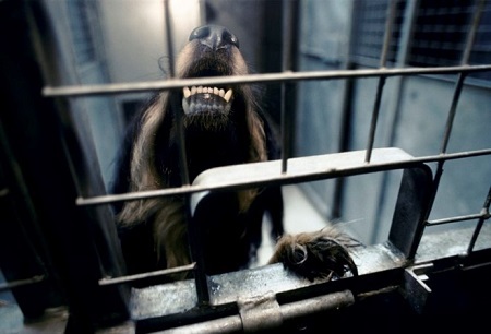 Khủng bố IS dùng chó đánh bom liều chết