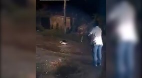 Sập bẫy thòng lọng, cá sấu cùng quẫn tàn sát chó nhà