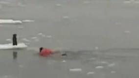 Nín thở với những pha mạo hiểm cứu động vật