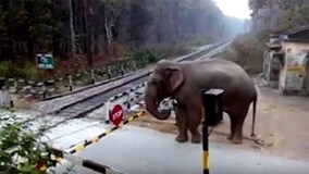 Xem voi kiên nhẫn nhấc barie vượt đường tàu