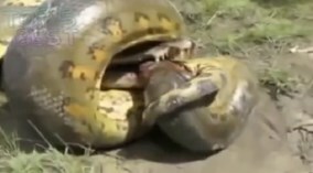 Xem rắn khổng lồ tử chiến cá sấu