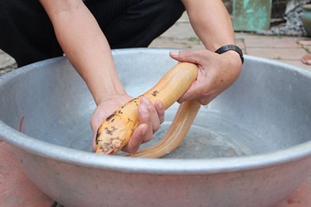 Bắt được lươn vàng óng có chấm đen kỳ lạ ở Bạc Liêu