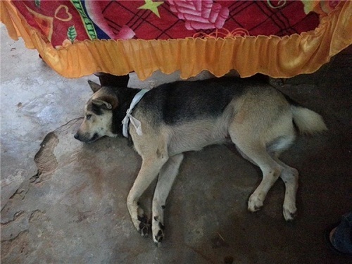 Dân mạng xúc động với hình ảnh chú chó đeo khăn tang, nguyện chết theo chủ