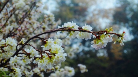 Chùm ảnh: Thiếu nữ Hà thành