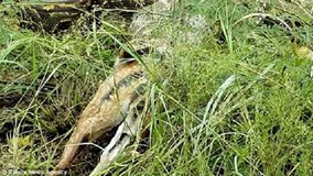 Trăn khổng lồ há mồm, cả một con nai 