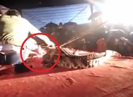 Tin mới về tình trạng sức khỏe nam diễn viên xiếc bị cá sấu cắn nát mặt