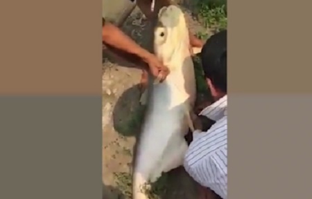 Cận cảnh câu được cá 