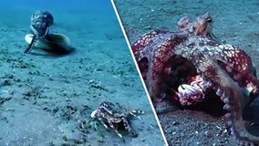 Tốc độ vồ mồi kinh hoàng của bạch tuộc 