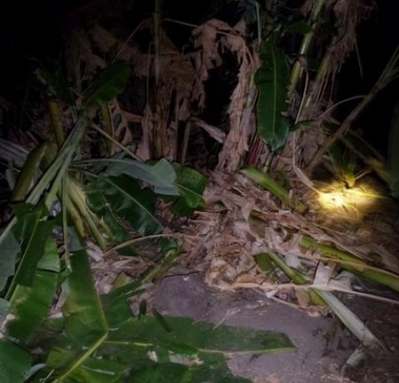 Voi rừng kéo đàn 