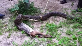 Dân làng ép trăn khổng lồ 'khạc' chó ra khỏi bụng