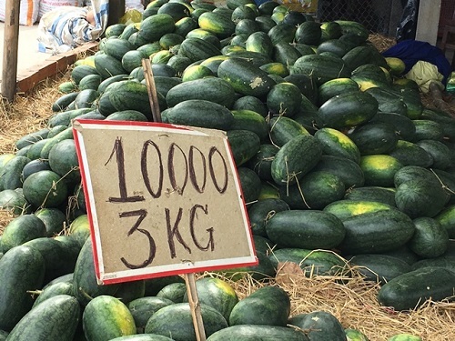 Sóc Trăng: Nông dân khốn khổ vì giá dưa hấu giảm mạnh