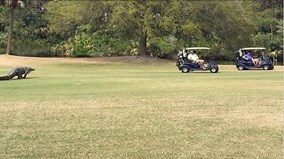 Phát hoảng khi thấy cá sấu bò lổm ngổm trong sân golf
