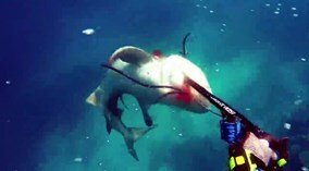 Cận cảnh cá mập bò tấn công người đi câu