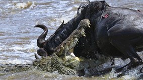 Thót tim xem trâu rừng thoát hiểm trước hàm cá sấu