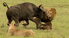 Cậy đông, trâu rừng ngang nhiên