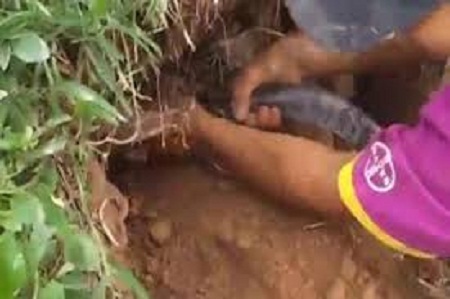 Người đàn ông dùng tay không tóm gọn rắn hổ mang