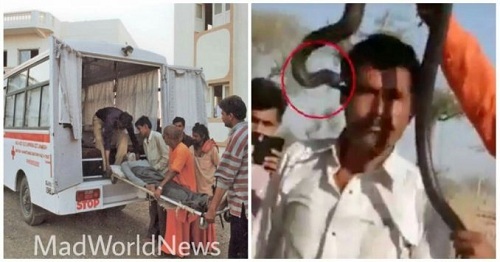 Người đàn ông tử vong vì sở thích chụp ảnh với rắn