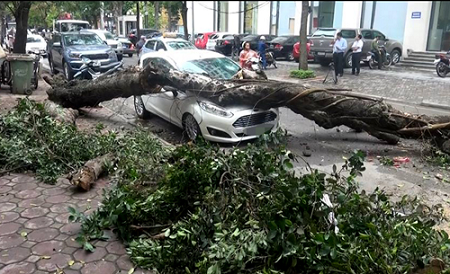 Hà Nội: Nhiều cây xanh bị đổ vì không có rễ