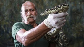 Sửng sốt vì trăn nghiện ma túy đá, phải vào tù để cai 