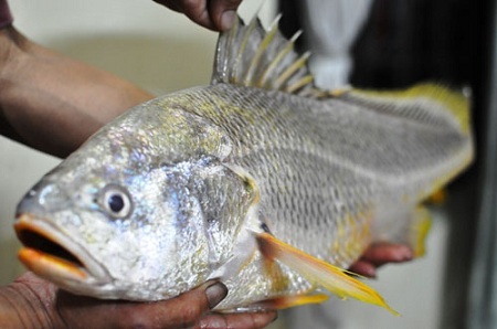 Cần thủ Sài Gòn bắt được cá lạ nghi sủ vàng quý hiếm