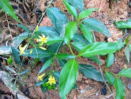 Ăn nhầm lá ngón, 2 mẹ con tử vong thương tâm