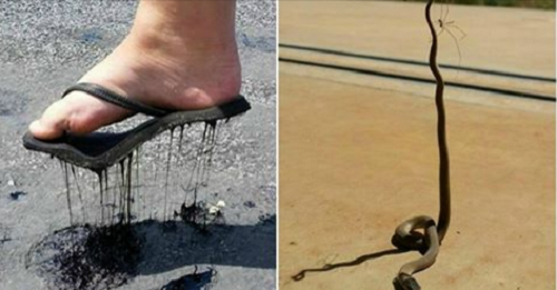 Những trải nghiệm “thiên nhiên hoang dã” khi bạn đặt chân đến nước Úc