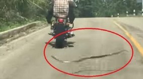 Đang bò trên đường, rắn bay lên không trung đớp người đi xe máy
