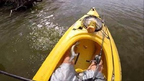 Kỳ lạ cá được thả nhảy lại về thuyền với người câu