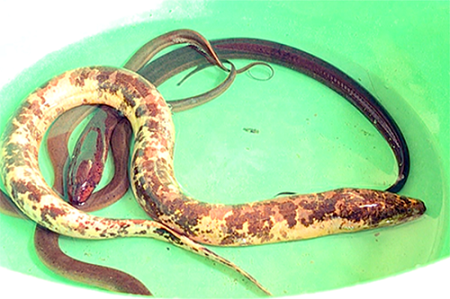 Nông dân miền Tây bắt được lươn vàng, có đốm đen kỳ lạ