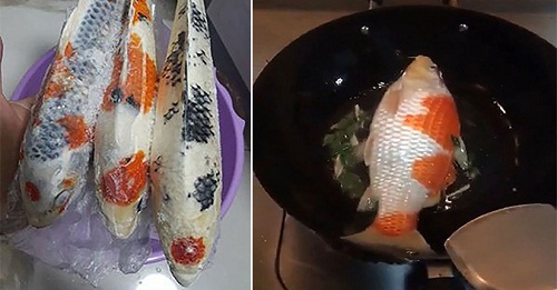 Bà nội trợ “hồn nhiên” mang cá chép Koi giá trăm triệu đồng ra rán cho cả gia đình ăn