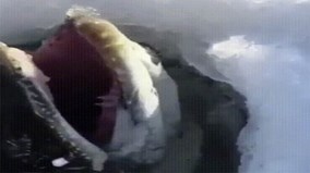 Ngư dân đào hố băng, kéo ra “thủy quái” kinh dị