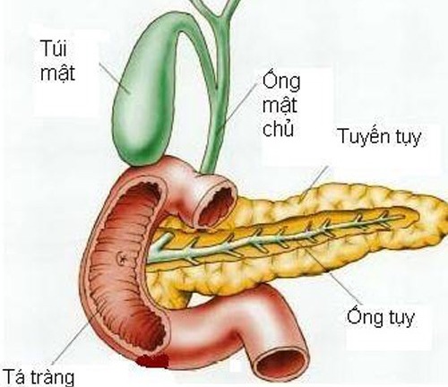 Rượu bia, sỏi mật, và giun chui ống mật gây viêm tụy cấp