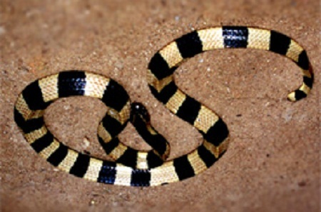 Bệnh nhân bị rắn độc cắn xin về nhà chờ chết, bác sĩ kiên quyết từ chối