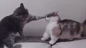 Chú mèo bị bạn bắt nạt không phản kháng lại vì chân quá ngắn