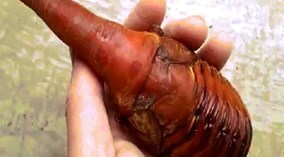 Rùng mình vì sinh vật kỳ dị ngọ ngoạy gây xôn xao