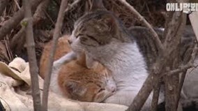 Rơi nước mắt với clip chú mèo ngày đêm bảo vệ bạn bị tàn tật