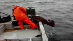 Cảnh câu mực khổng lồ đại dương dễ hơn ăn cơm