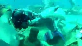 Hãi hùng cảnh thợ lặn bị cá mập cắn vào chỗ hiểm
