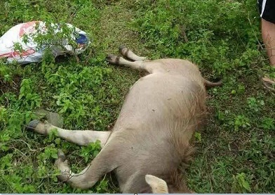 Tiếng sét kinh hãi làm chết 6 con trâu, chủ trâu bất tỉnh