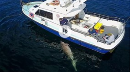 Bắt được cá mập gần 7 tạ lớn nhất châu Âu