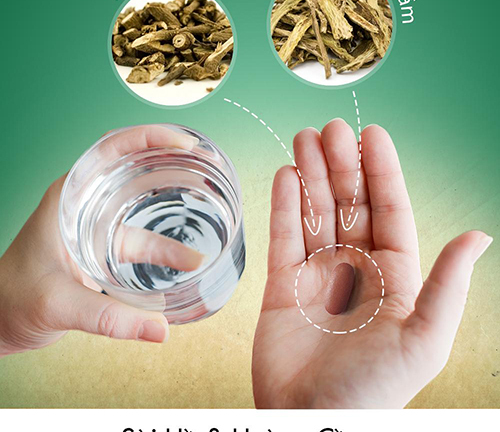 Phát hiện thảo mộc ngàn năm hỗ trợ điều trị viêm gan siêu vi B, ngừa ung thư gan