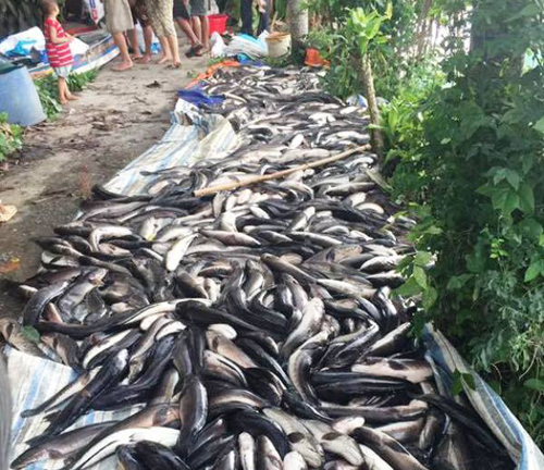 Điều tra vụ hàng nghìn con cá lóc đang nuôi chết bất thường