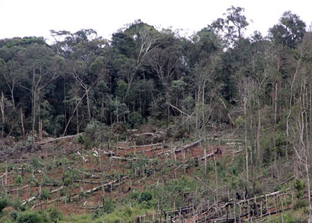 Đình chỉ 3 cán bộ kiểm lâm để mất 50ha rừng ở Đắk Nông