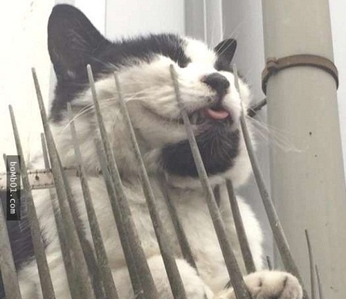 Mua bẫy gai đuổi mèo, người Nhật bối rối khi nhận kết quả