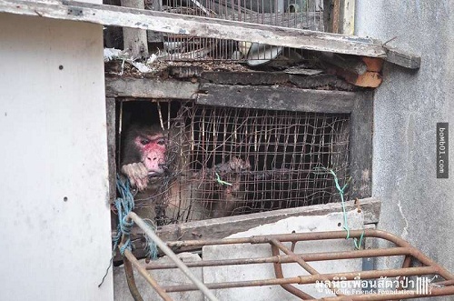 Giải cứu chú khỉ bị kẹt 25 năm trong ngôi nhà bỏ hoang